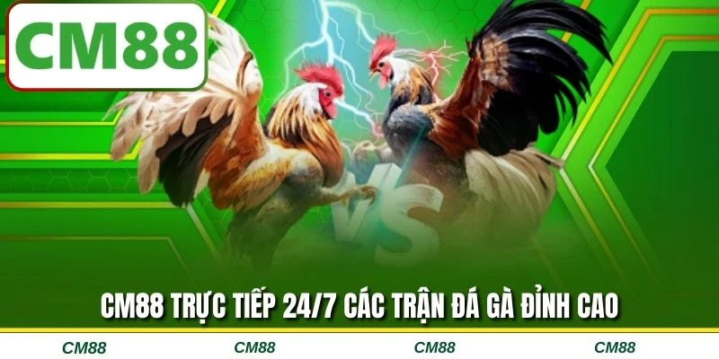 CM88 trực tiếp 24/7 các trận đá gà đỉnh cao