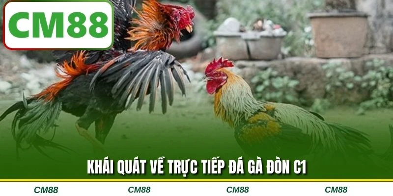 Khái quát về trực tiếp đá gà đòn C1