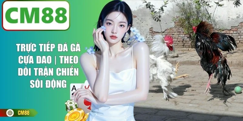 Trực Tiếp Đá Gà Cựa Dao | Theo Dõi Trận Chiến Sôi Động